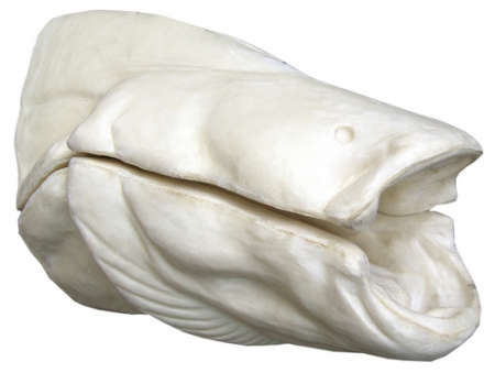 Сом манекен головы (примерно на 40кг живого веса) 