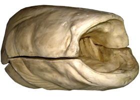 Сом манекен головы (примерно на 100-120кг живого веса) 