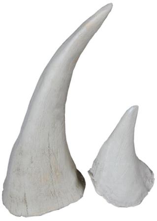 Рога носорога