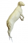 Енотовидная собака ЕНПМ-201 (А=6 В=16 C=26 СG=48 D=64)