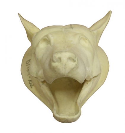 Ковровая голова волка ВЛКГ-102 (А=14см, В=29см, D=130см)