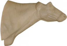 Капский буйвол БФЛТ-6 АМ  (А=31,7 В=55 С=84)