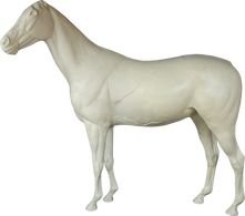 Лошадь ЛОШМ-1 АМ (А=40 В=61 С=82 D=267 Е=184)