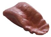 Язык барсука крашенный